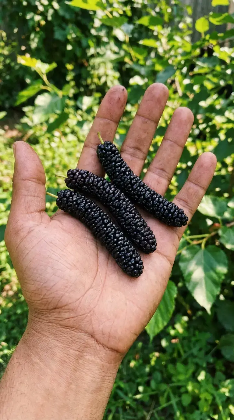 Плоди шовковиці в руці — реальний розмір